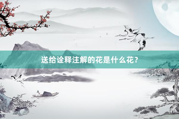 送给诠释注解的花是什么花?